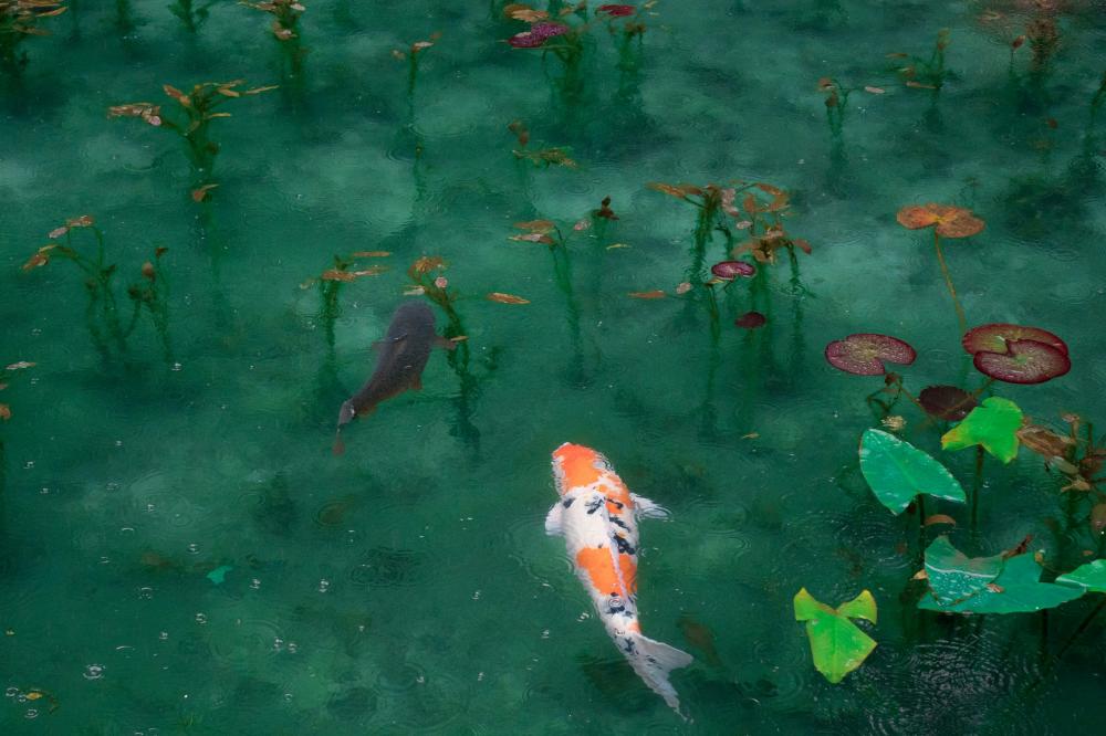 De Bedste Fiskerestauranter I Aalestrup