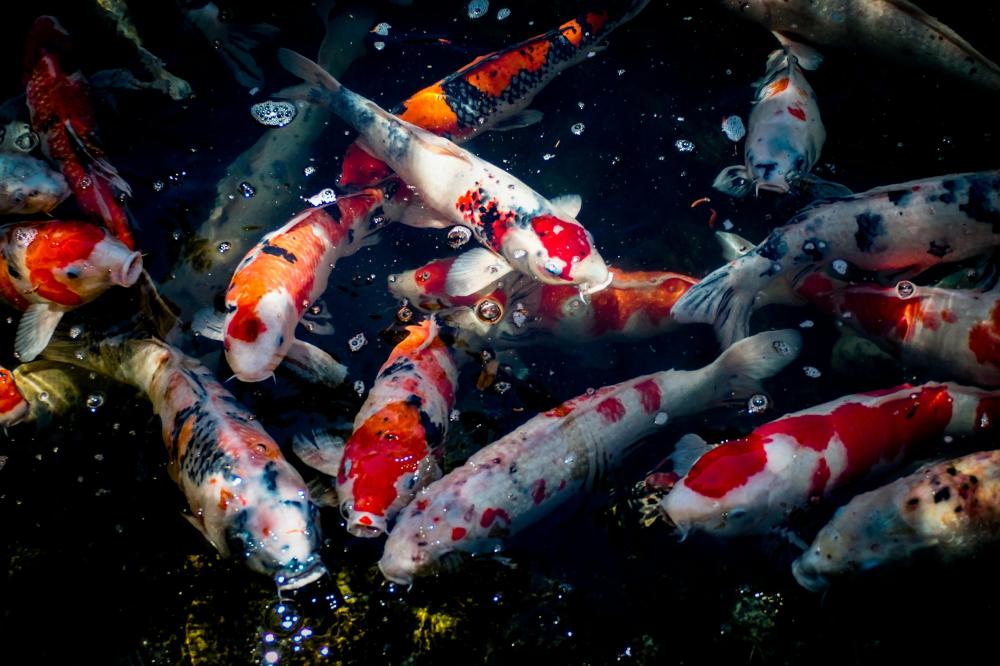 De Bedste Fiskerestauranter I Auning