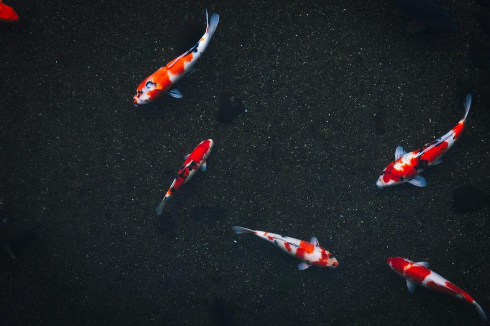 De Bedste Fiskerestauranter I Frederiksberg