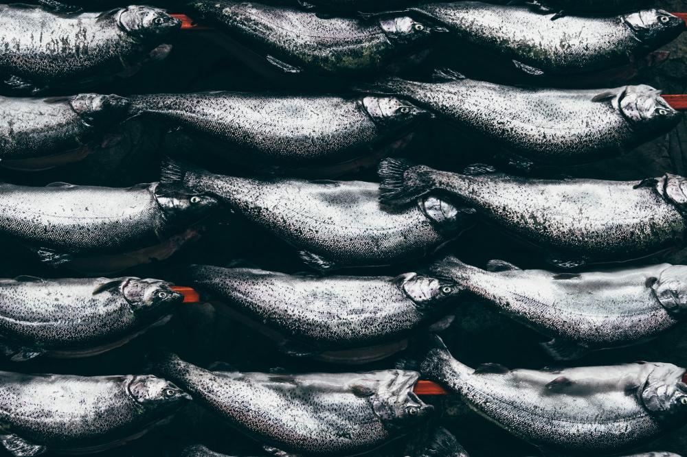 De Bedste Fiskerestauranter I Hårlev