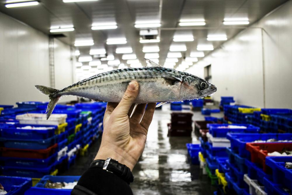 De Bedste Fiskerestauranter I Horsens