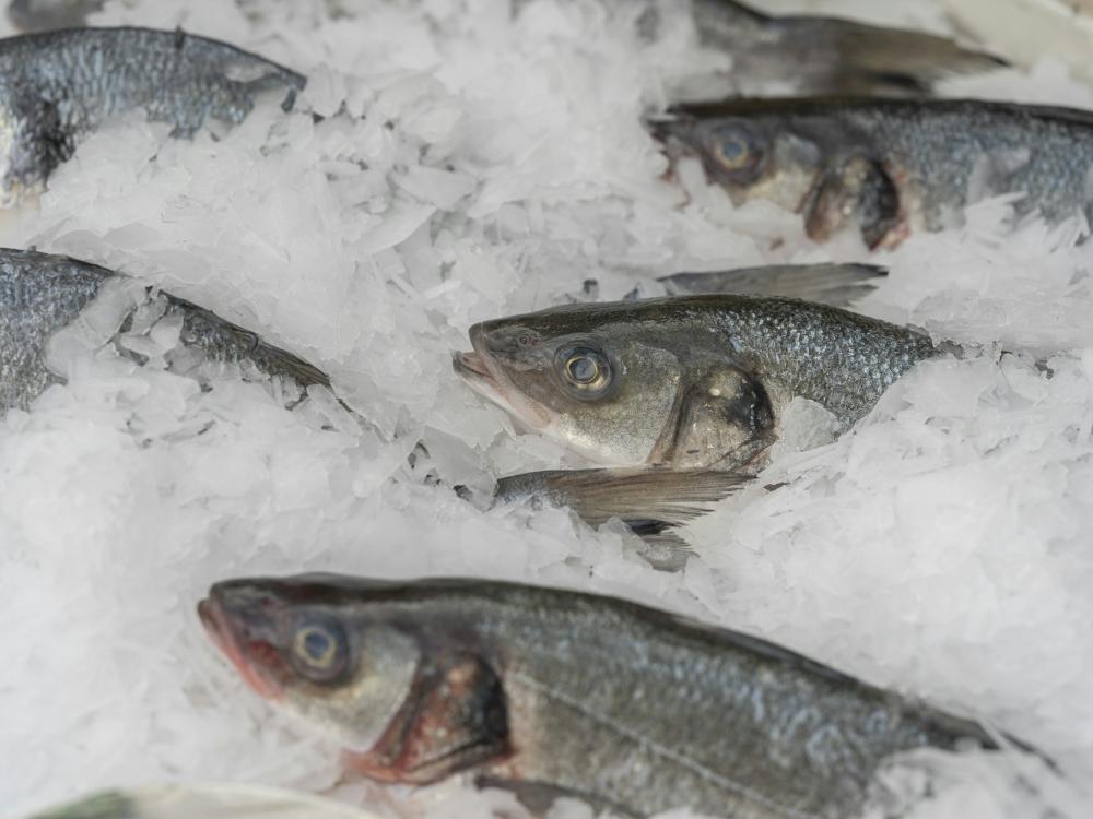 De Bedste Fiskerestauranter I Nordborg