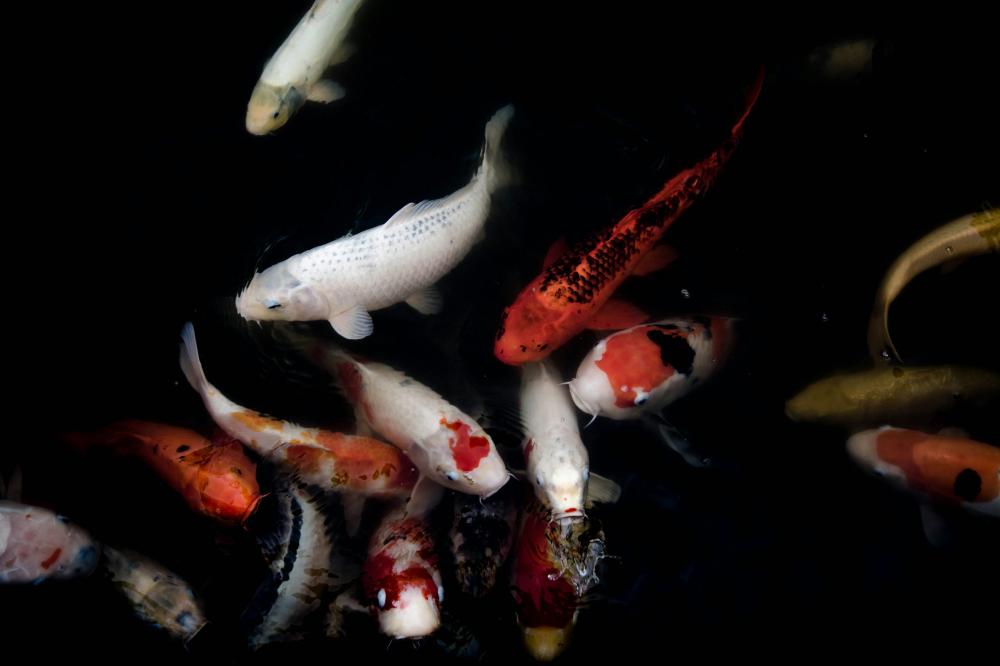 De Bedste Fiskerestauranter I Tølløse