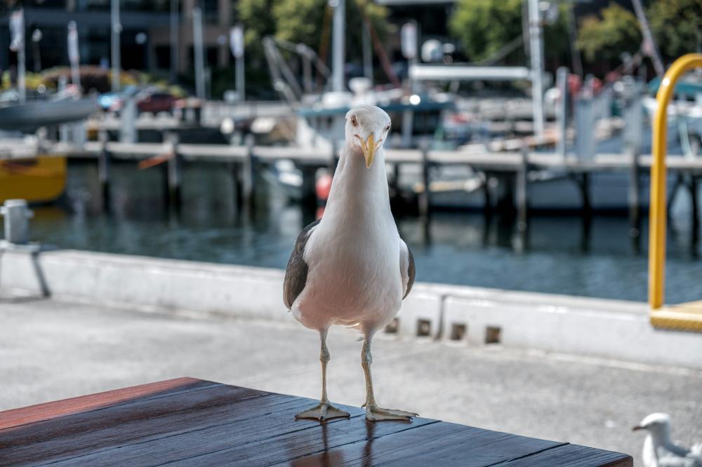 De Bedste Grillbarer I Svendborg: En Gastronomisk Rejse