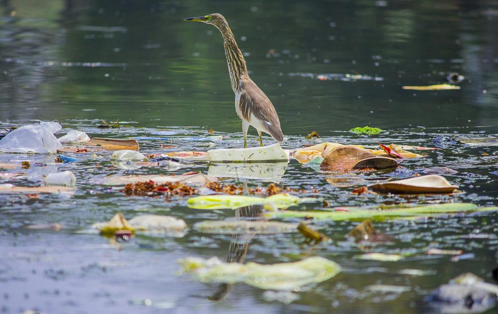 De Bedste Metoder Til Affaldshåndtering I Ebeltoft