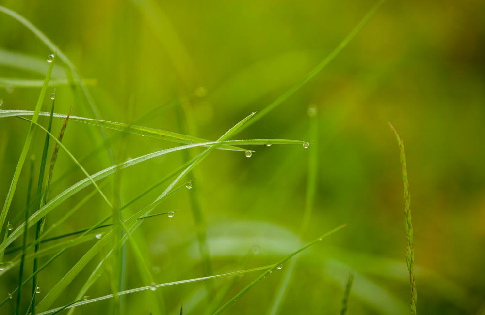 De Bedste Metoder Til Skimmelsanering I Bramming