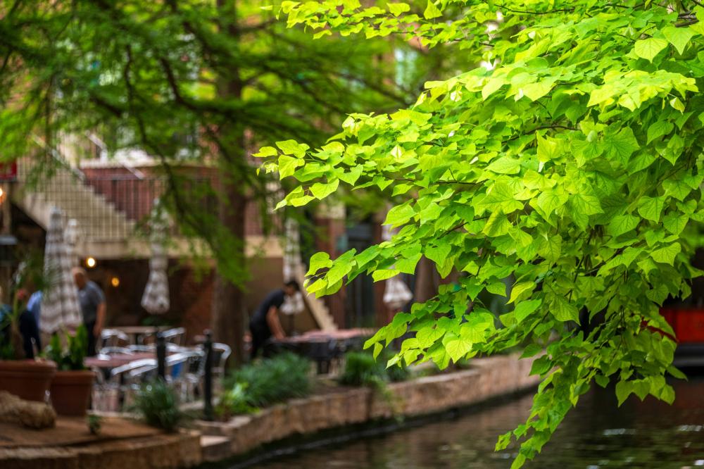 De Bedste Mexicanske Restauranter I Galten-skovby
