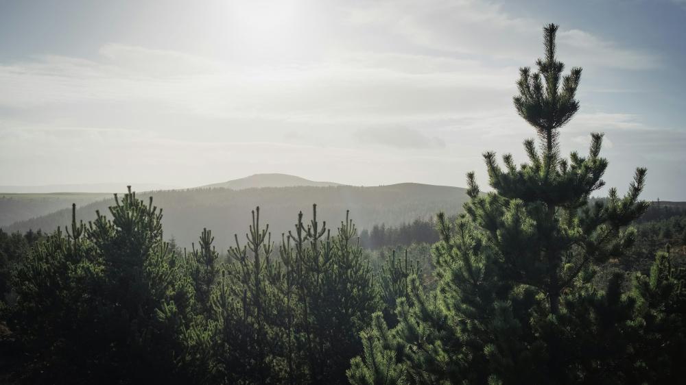 De Bedste Skimmelsaneringsfirmaer I Skanderborg