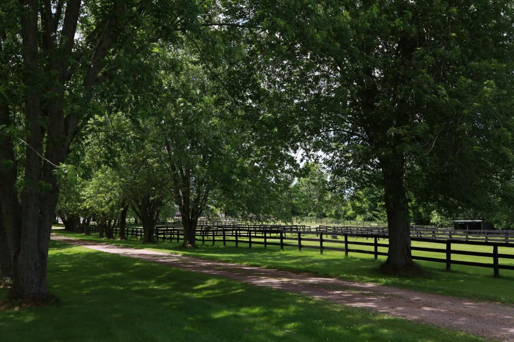 De Bedste Skovservice I Ebeltoft: En Guide Til Det Grønne Paradis
