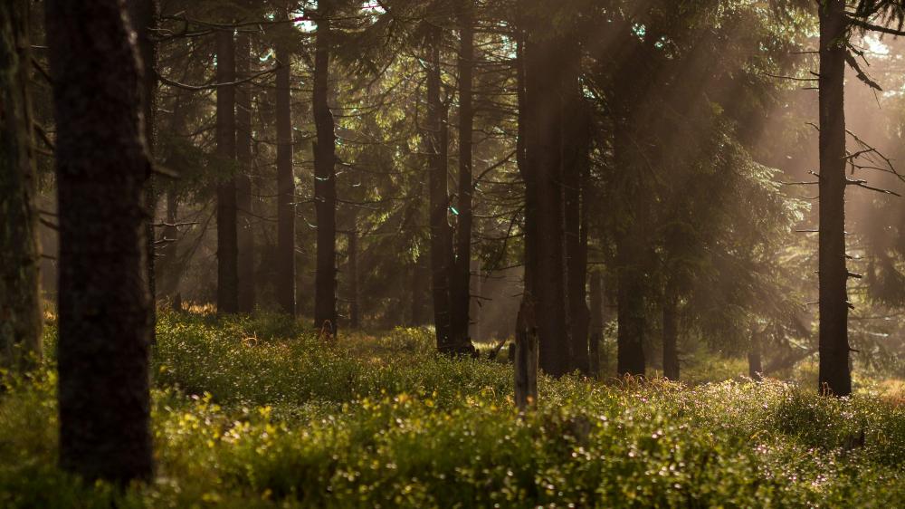 De Bedste Skovservices I Sunds: En Guide Til Kvalitetsarbejde I Naturen