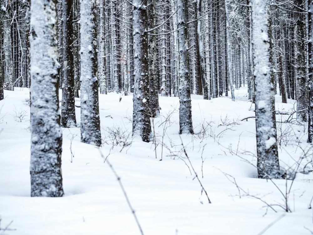 De Bedste Snerydningsfirmaer I Tønder